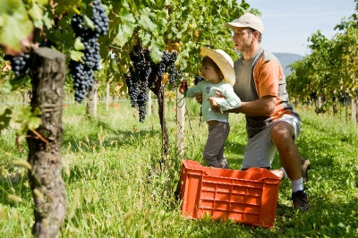 Native Grapes of Italy