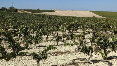 The Unexplored Wonders of Unfortified Palomino!