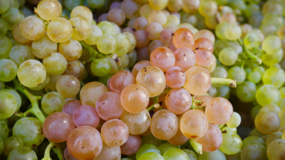 Aligoté: The Burgundy all the Cool Kids are Drinking