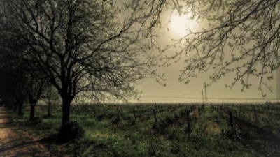 Unfortified Wines of Andalucia! Featuring Bodega de Forlong and Ramiro Ibanez