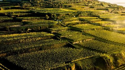 Austrian Chilled Reds and Roses for Summer!