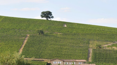 Drink More Beaujolais: Burgaud, Desvignes and Descombes!