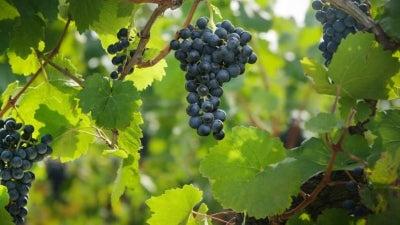 Autumn Austrian Reds