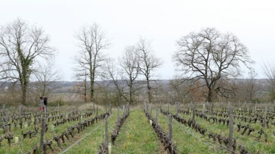 Loire Valley Whites: Muscadet, Chenin and more!