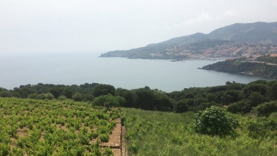 All things Catalan - Wines from the Côtes Catalanes to Catalunya