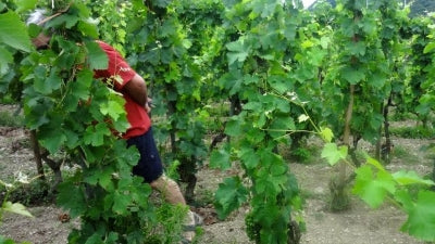 Natural Northern Rhones from Dard & Ribo!