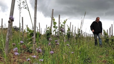 Loire Gems from Philippe Delmée and Friends!