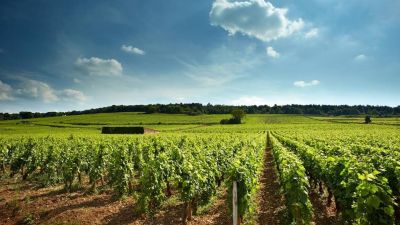 2018 David Duband Morey-St-Denis 1er Cru Clos Sorbe