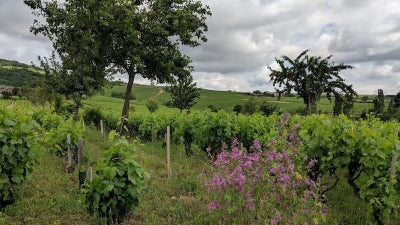 Beaujolais for the Holidays, 2009 - 2025!