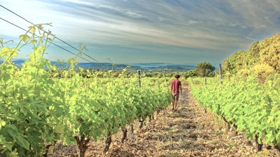 Clos du Gravillas is Back, plus Tessier and Peybonhomme