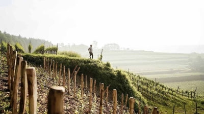 Outstanding White Wines from Bernhard Huber