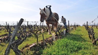 Domaine Huet 2018-2024, Plus Pinon & Carême!