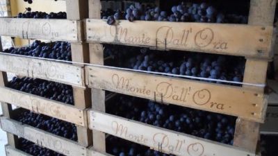 Old friends from Italy - Monte Dall'Ora, Foradori, and Arianna Occhipinti