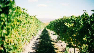 New from New York! Barbichette and Mito Americano