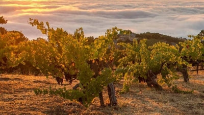 Cab Season: Corison, Ridge, Dunn and More!