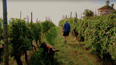 A Defender of Dogliani: Nicoletta Bocca of San Fereolo