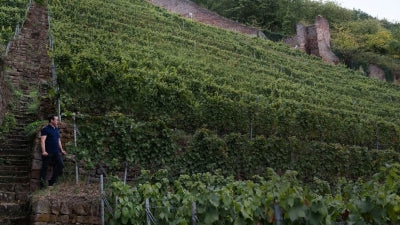 Fürst in Class Spätburgunder