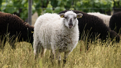 Miraculous Muscadet from Pépière, Jo Landron, Branger and Parentière!