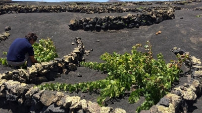 Spain: One-Two Punch - New Arrivals and Returning Favorites!