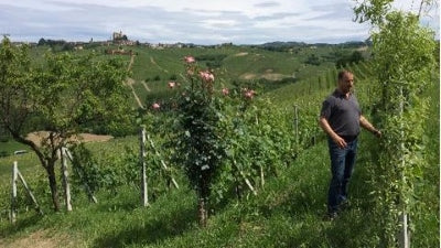 New arrivals from the Monforte Maestro!