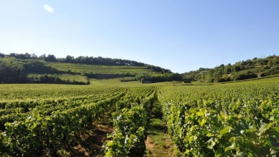 Incredible Value in Vosne-Romanée with Domaine Jean Chauvenet