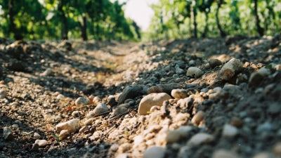 Clos du Jaugueyron: Michel, Stéphanie, & the Médoc