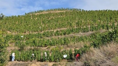 Crozes-Hermitage and Saint-Joseph from Domaine Stéphane Rousset 2022/2023!