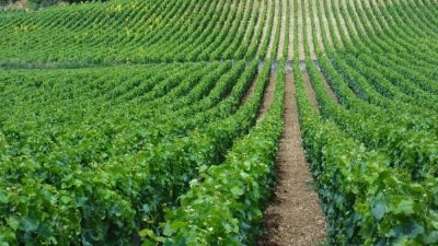 The Brilliant and Powerful Burgundies of Sylvie Esmonin