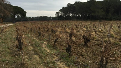 2019 Châteauneuf-du-Pape: Chapelle St. Theodoric "Grand Pin," "Guigasse" and "Sablons" - Plus Two Over-Achieving Côtes-du-Rhônes!