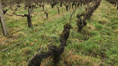 Yes Virginia, There is Natural Wine in Bordeaux!