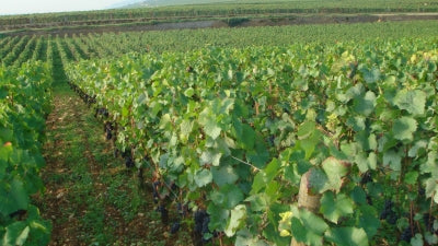 2022 Chantal Lescure - Meursault to Vougeot!