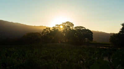 New Arrivals from California: Bedrock, Haarmeyer, and Dunn!