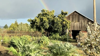 Matthiasson: Exciting and Singular Wines from California!