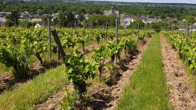 Awesome Anjou Wines from Domaine Cady: Superb Quality and Value!