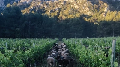 Provence Legends - Clos Cibonne, Domaine Hauvette, Chateau Pradeaux, and Chateau Simone