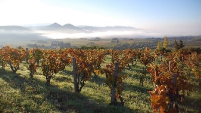 Private Collection - Gourt de Mautens: 1998-2016 Plus Large Format!