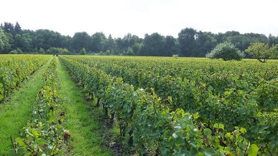 Spotlight on Touraine, featuring Philippe and Simon Tessier, and More!