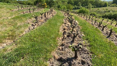 La Ferme de la Sansonnière 2021-2023, plus Superb Anjou from Chateau de Plaisance!