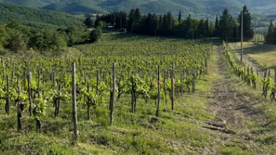 Returning favorites from Monte Bernardi with guest stars Piemaggio and Monteraponi!