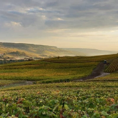 Champagne & Sparkling Wines for the Holidays: Tarlant Brut Zero and Many More!