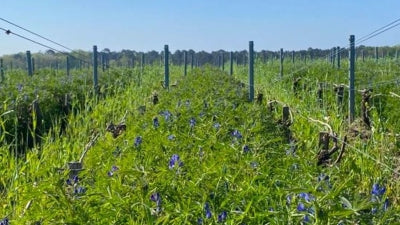 Bordeaux Biologiques!