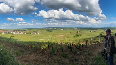 White and Red Burgundies from Sylvain-Morey