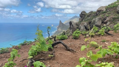 Tenerrific: Tenerife Spotlight