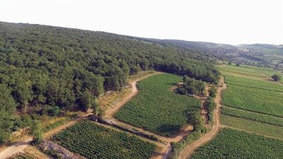 Marvelous Macons from Vignes du Maynes and Guillemot-Michel!