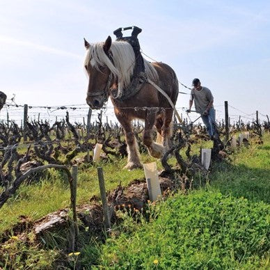 New Arrivals from Domaine Huet 2023 - 1997