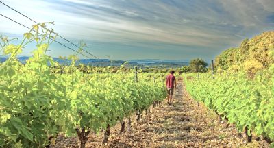 Perfect for Summer - The Unique and Beautiful Wines of the Clos des Gravillas and End of Stock for Delicious Saint-Perays from Domaine de Lorient