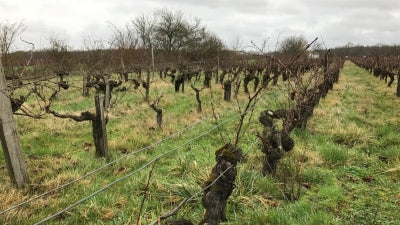Bordeaux: Biodynamic & Organic, Saint-Estèphe to Saint-Émilion and Beyond!