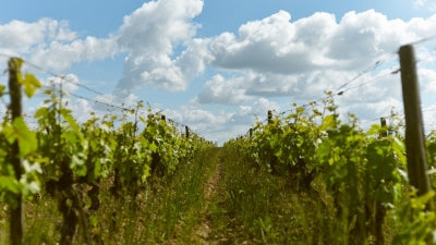 Chenin, Chenin, Chenin! January 2026 Edition
