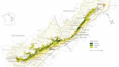 Red Burgundy: Côte de Nuits vs. Côte de Beaune