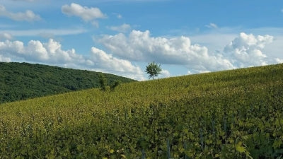 Introducing Domaine Didon: New to the Shelves at Chambers Street Wines